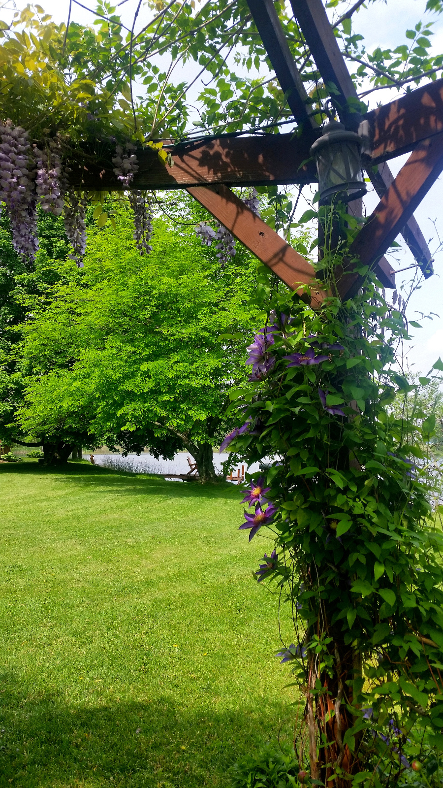 CLEMATIS CLIMBS POST BENEATH THE BLOOMING PURPLE WISTERIA; SOON BLOOMING YELLOWWOOD TREE IN DISTANCE